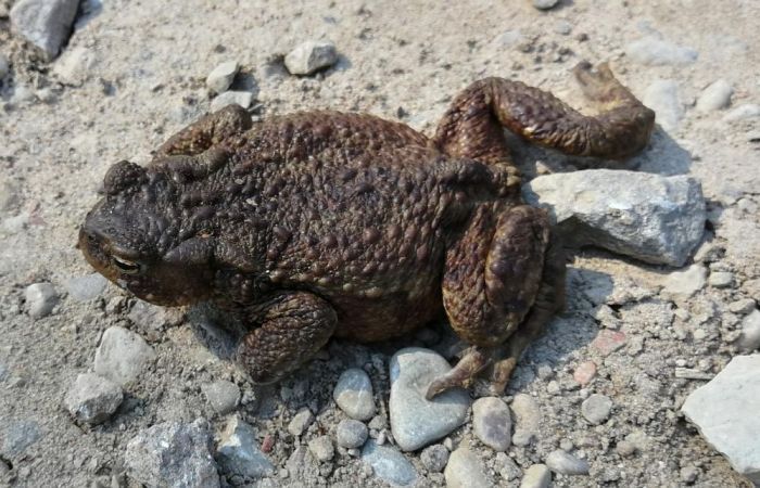 190 brīvprātīgie deviņās diennaktīs izglābuši trīsarpus tūkstošus abinieku