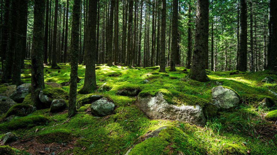 Gaisa temperatūra trešdien saglabāsies zem +10 grādiem
