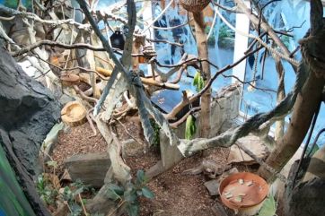 Attēls rakstam: Rīgas zoodārzā pirmo reizi dzimis sliņķu mazulis, var vērot tiešraidi