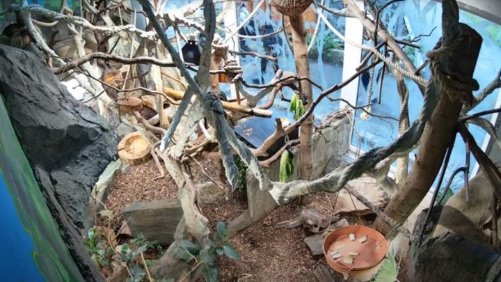 Rīgas zoodārzā pirmo reizi dzimis sliņķu mazulis, var vērot tiešraidi