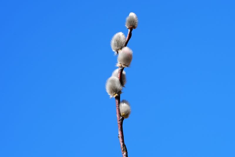 Pūpolu svētdienā