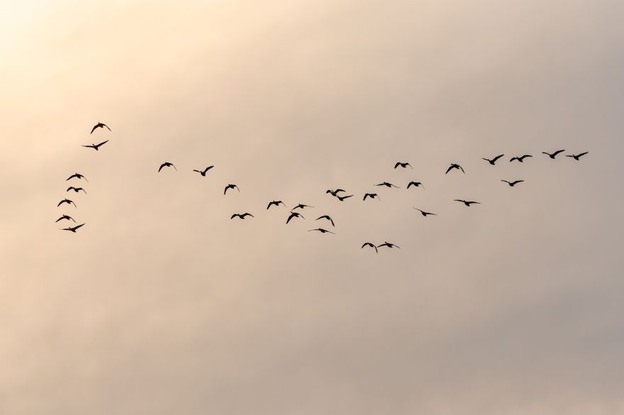 Nedēļas nogalē Latvijā novērotas 134 putnu sugas
