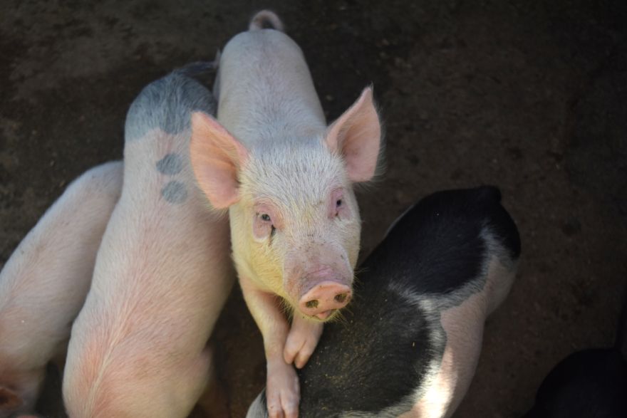 Pabeigta cūku likvidēšana Āfrikas cūku mēra skartajā SIA "Baltic Pork" novietnē Lauberes pagastā