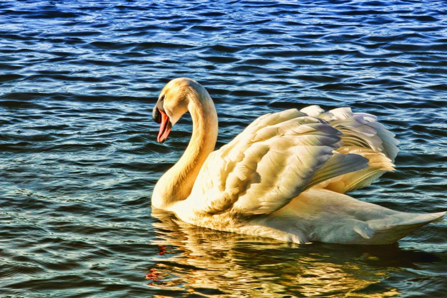 Tīnūžu pagastā atrod mirušu gulbi un Ogrē - savainotu balodi 