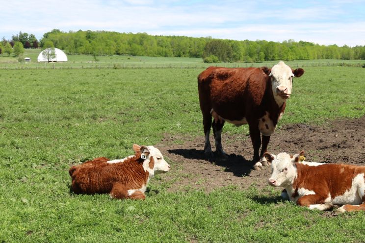 Attēls rakstam: Lauksaimniekiem informācija dzīvnieku reģistrā turpmāk jāiesniedz elektroniski