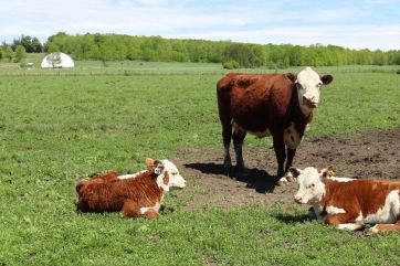 Attēls rakstam: Lauksaimniekiem informācija dzīvnieku reģistrā turpmāk jāiesniedz elektroniski