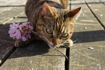Attēls rakstam: Pirmdien sauli palaikam aizsegs mākoņi