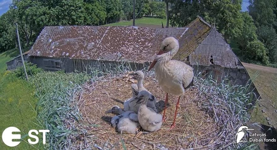 Tiešraidē redzamajā balto stārķu ligzdā paliek četri jaunputni