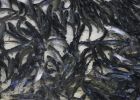 Attēls rakstam: Gādās par zivju atražošanu Daugavā, tostarp pie Ikšķiles un Kaibalā 