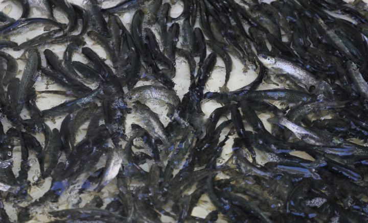 Gādās par zivju atražošanu Daugavā, tostarp pie Ikšķiles un Kaibalā 