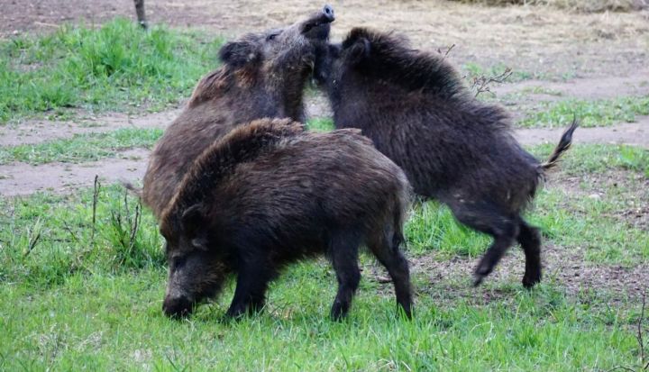 Āfrikas cūku mēris pagājušajā nedēļā konstatēts 22 mežacūkām, tostarp divām Ogres novadā