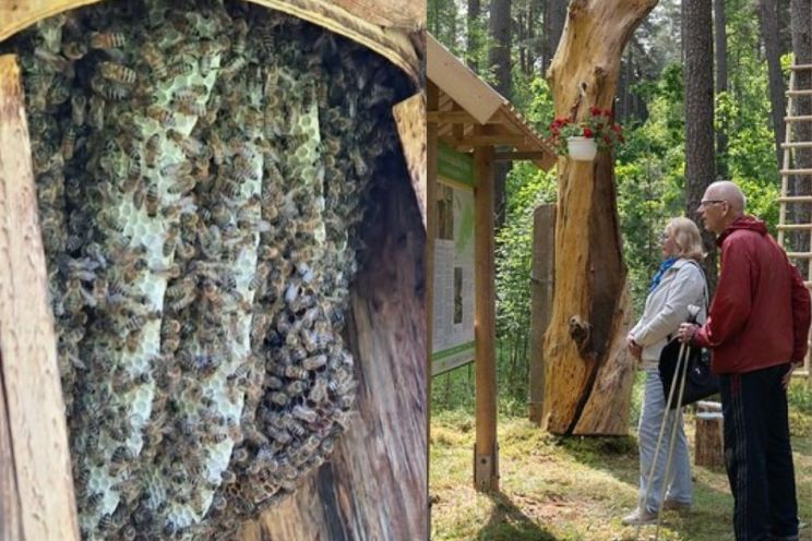 Attēls rakstam: Ko tādi mežā lien?! Sabiedrība nosoda vandālisma aktu Meža bišu takā Zilajos kalnos 