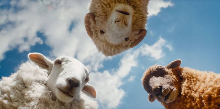 Ģimenes filma "Aitas izmeklētājas"