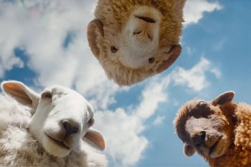 Attēls rakstam: Ģimenes filma "Aitas izmeklētājas"