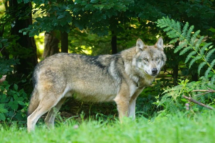 Otrdien Latvijā sāksies vilku un zeltaino šakāļu medību sezona