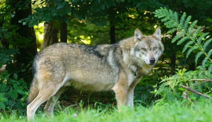 Attēls rakstam: Otrdien Latvijā sāksies vilku un zeltaino šakāļu medību sezona