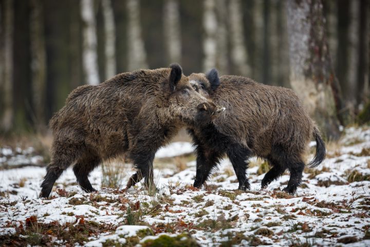 Āfrikas cūku mēris pagājušajā nedēļā konstatēts 48 mežacūkām, tostarp vienai Ogres novadā