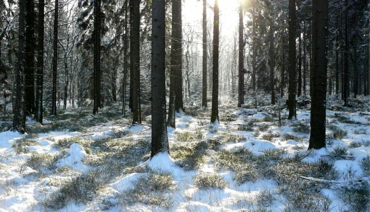 “Rīgas meži” sāks mežizstrādi Zilajos kalnos, Ogres pievārtē