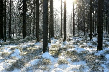 Attēls rakstam: “Rīgas meži” sāks mežizstrādi Zilajos kalnos, Ogres pievārtē