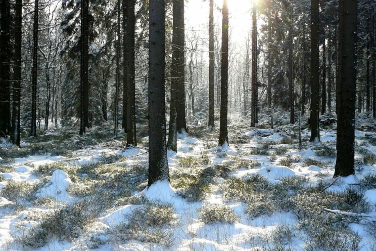 Attēls rakstam: “Rīgas meži” sāks mežizstrādi Zilajos kalnos, Ogres pievārtē