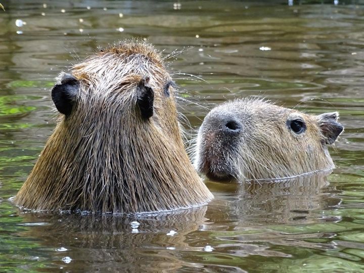 Tiešraidēs var vērot Rīgas Zooloģiskajā dārzā mītošo kapibaru ikdienu