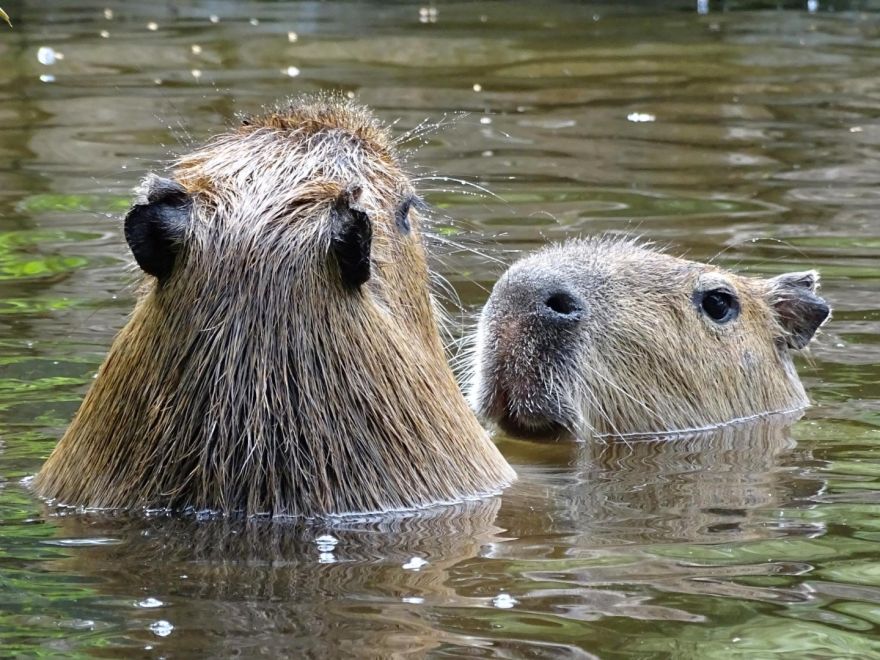 Tiešraidēs var vērot Rīgas Zooloģiskajā dārzā mītošo kapibaru ikdienu