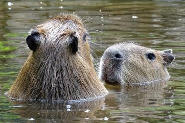 Attēls rakstam: Tiešraidēs var vērot Rīgas Zooloģiskajā dārzā mītošo kapibaru ikdienu