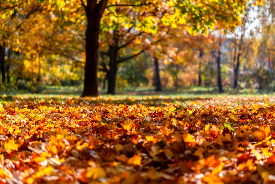 Novembra sākumā turpināsies rudenīgais laiks