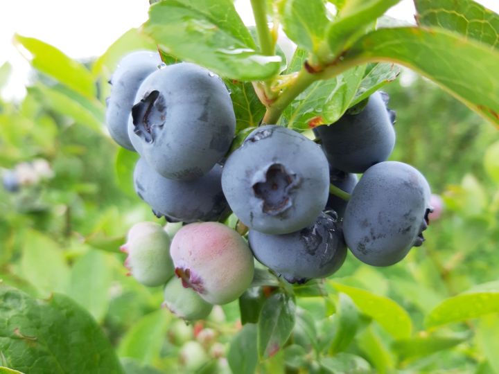 Lauku tūrisms ar īstu, vietējo garšu – ogu sezona Ogres novada saimniecībās