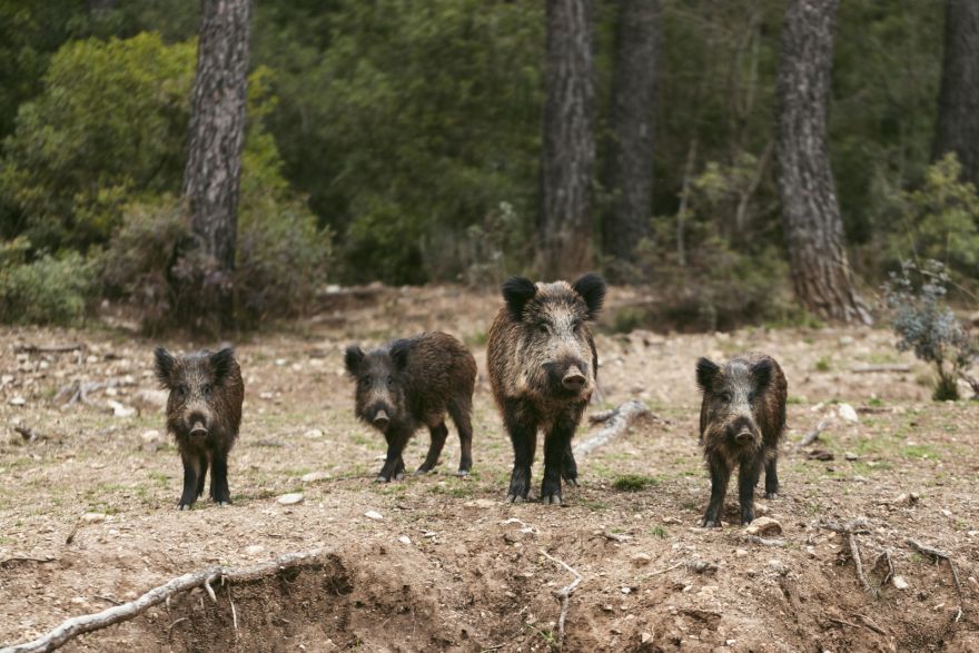 Āfrikas cūku mēris pagājušajā nedēļā konstatēts 59 mežacūkām, tostarp 14 Ogres novadā