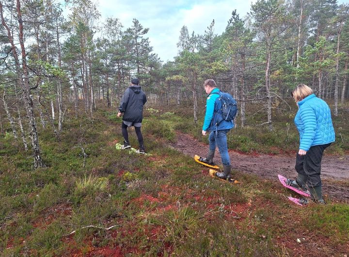 Foto: Ar purva kurpēm pa Ķemeru purvu