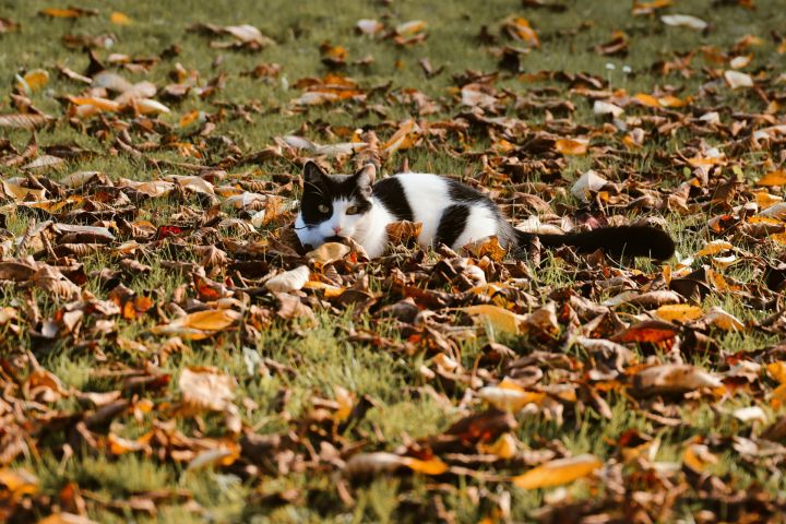 Pēcpusdiena gaidāma lielākoties saulaina un silta