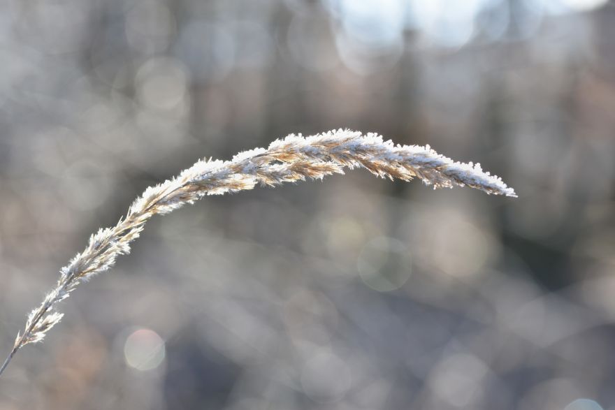 Jaunā nedēļa sāksies ar siltu laiku, bet kļūs vēsāks un gaidāmas salnas