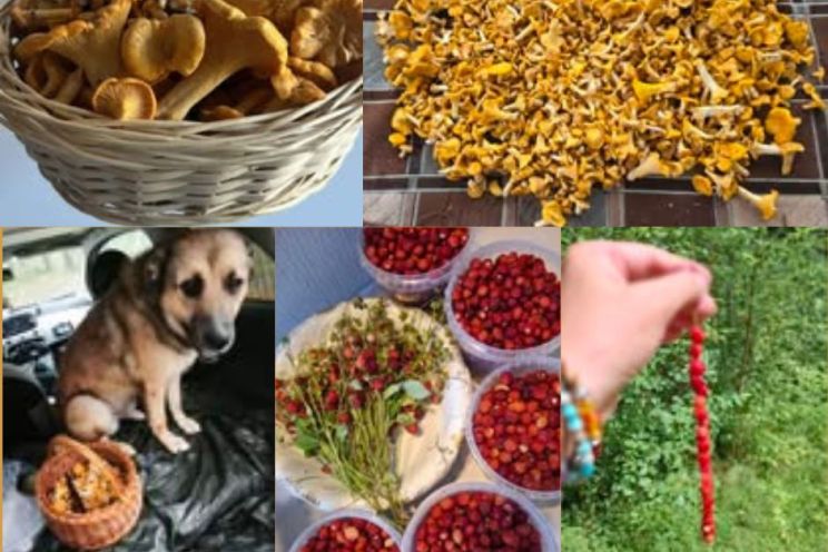 Attēls rakstam: FOTO: Meža veltes mežā papilnam! Cilvēki lasa ne tikai "OgreNet", bet arī sēnes un ogas