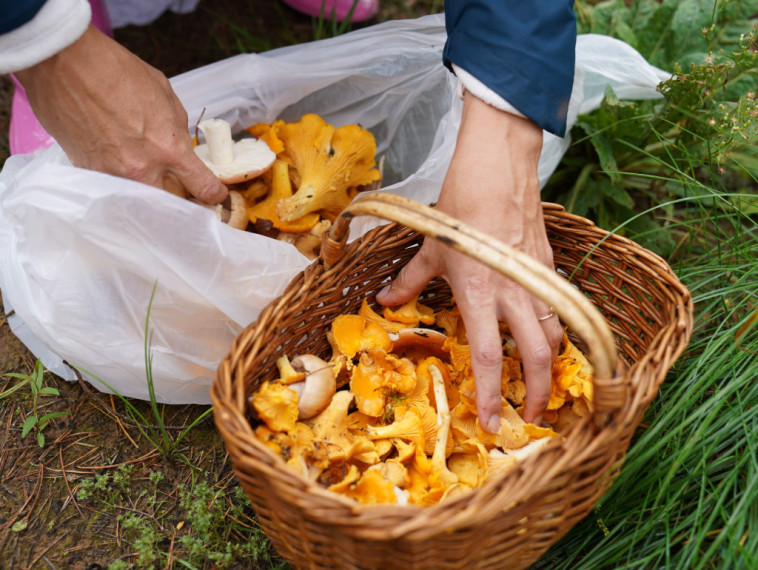 Sēņotāju paradīze Tomē - vienā rītā salasīti vairāk nekā 131 kilograms