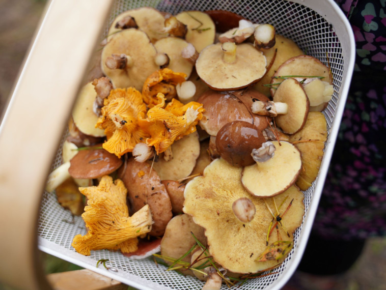 Sēņotāju paradīze Tomē - vienā rītā salasīti vairāk nekā 131 kilograms
