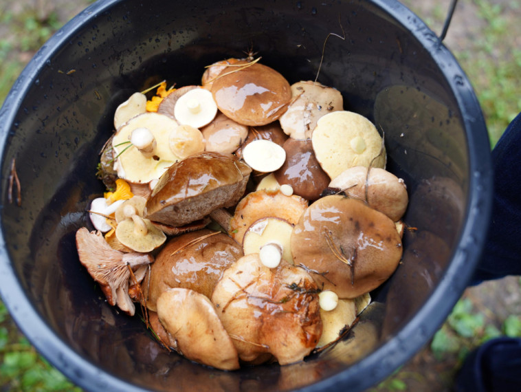 Sēņotāju paradīze Tomē - vienā rītā salasīti vairāk nekā 131 kilograms
