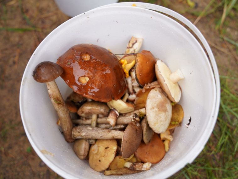 Sēņotāju paradīze Tomē - vienā rītā salasīti vairāk nekā 131 kilograms