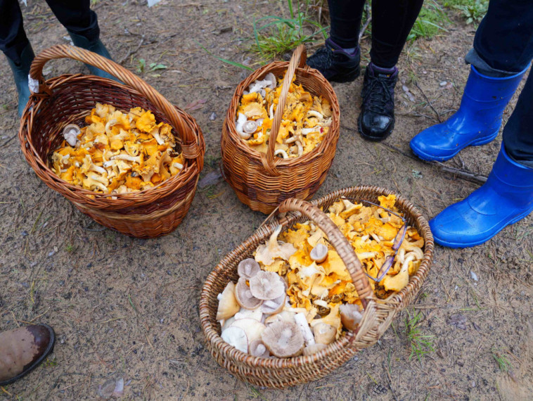 Sēņotāju paradīze Tomē - vienā rītā salasīti vairāk nekā 131 kilograms