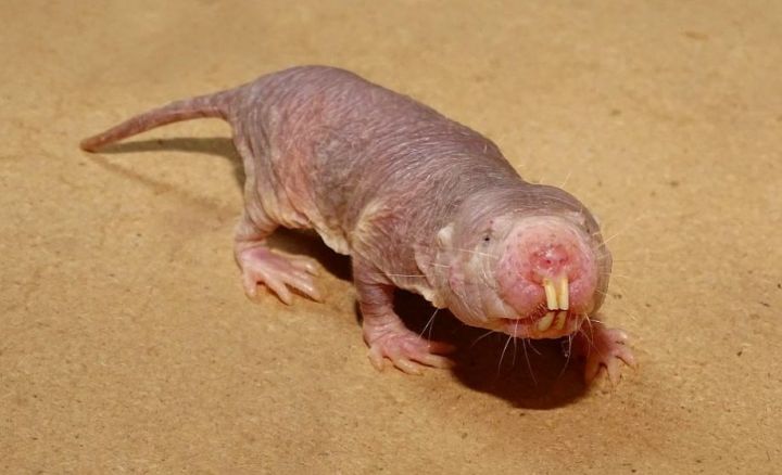 Rīgas zooloģiskā dārza iemītnieki tiek pie jauniem nosaukumiem
