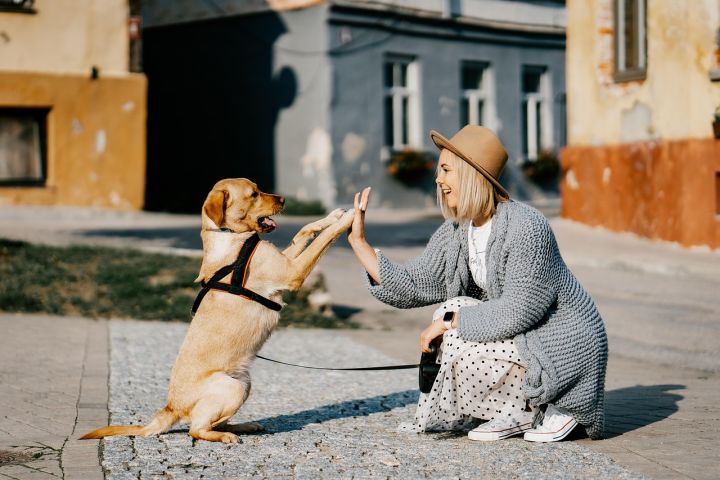 Kurš ir saimnieks - tu vai tavs suns?