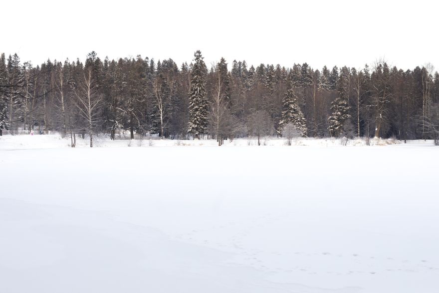 Kriminālvajāšana par puisēnu sniegā