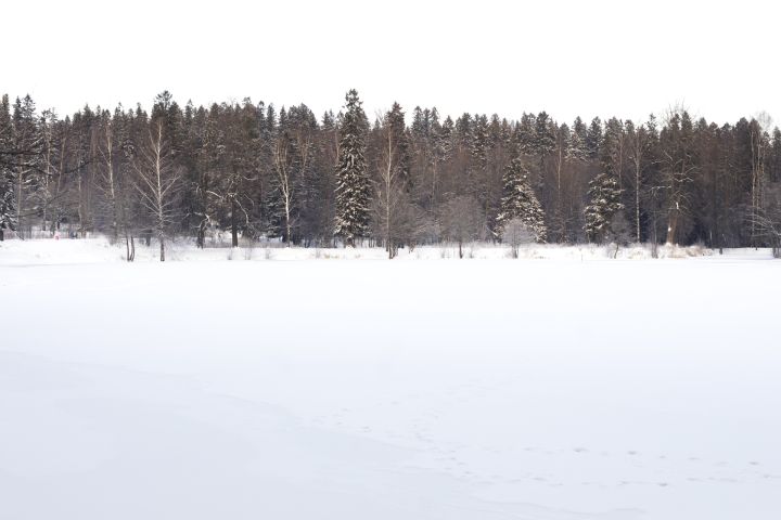Kriminālvajāšana par puisēnu sniegā