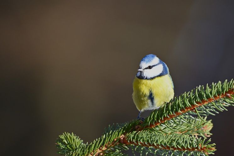 Attēls rakstam: Septīto dienu pēc kārtas Latvijā pārspēti siltuma rekordi