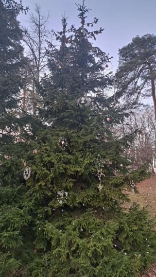 "Egļu stāsts" pievienojas vēl septiņas Ziemassvētku egles