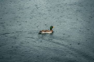 Attēls rakstam: Ceturtdien daudzviet uzpilinās lietus, vietām līs stiprāk