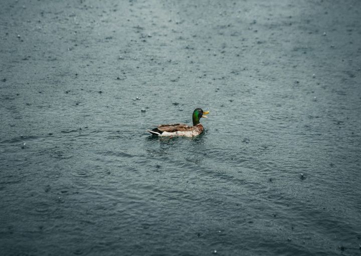 Ceturtdien daudzviet uzpilinās lietus, vietām līs stiprāk