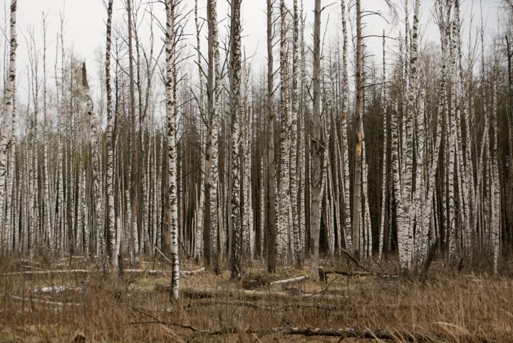 Ceturtdiena būs pārsvarā mākoņaina