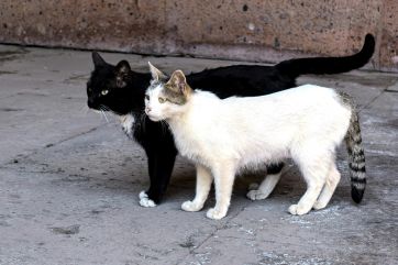 Attēls rakstam: Lielvārdē ziņo par bezsaimnieka kaķiem