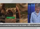 Attēls rakstam: "Dod virsū un trokšņo!" Ko biologs Māris Olte vēl iesaka, ja satiec mežā lāci